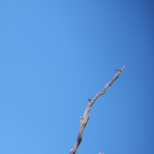 Pardalotus striatus at Moorwatha, NSW - suppressed