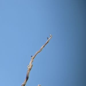 Pardalotus striatus at Moorwatha, NSW - 5 Nov 2021