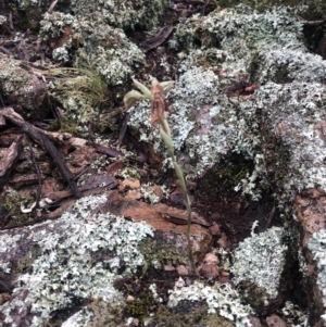 Oligochaetochilus hamatus at Coree, ACT - 5 Nov 2021