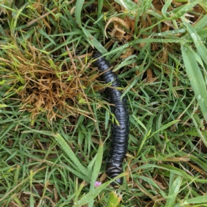 Hepialidae (family) IMMATURES at Kambah, ACT - 5 Nov 2021 12:45 PM