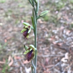 Calochilus campestris at Braemar, NSW - suppressed