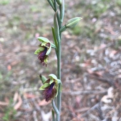 Calochilus campestris (Copper Beard Orchid) at Wingecarribee Local Government Area - 7 Oct 2021 by Willowvale42