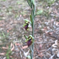 Calochilus campestris at Braemar, NSW - suppressed