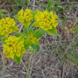 Euphorbia oblongata at Monash, ACT - 3 Nov 2021 01:18 PM