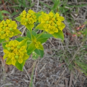 Euphorbia oblongata at Monash, ACT - 3 Nov 2021