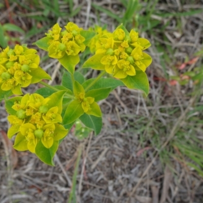 Euphorbia oblongata (Egg-leaf Spurge) at Isabella Pond - 3 Nov 2021 by JanetRussell