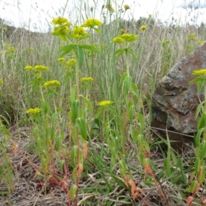 Euphorbia oblongata at Monash, ACT - 3 Nov 2021