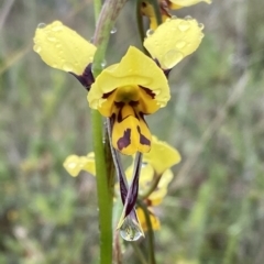 Diuris sulphurea (Tiger Orchid) at Tuggeranong Hill - 5 Nov 2021 by Shazw