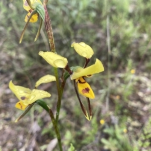 Diuris sulphurea at Conder, ACT - 5 Nov 2021