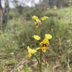 Diuris sulphurea at Conder, ACT - 5 Nov 2021