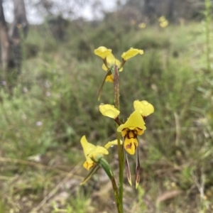 Diuris sulphurea at Conder, ACT - 5 Nov 2021