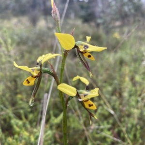 Diuris sulphurea at Conder, ACT - 5 Nov 2021