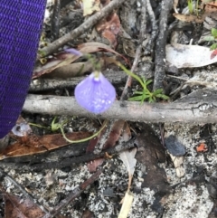 Pigea monopetala (Slender Violet) at Willow Vale - 20 Oct 2021 by Willowvale42
