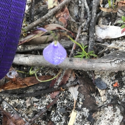 Hybanthus monopetalus (Slender Violet) at Willow Vale - 21 Oct 2021 by Willowvale42