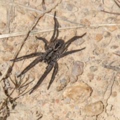 Tasmanicosa sp. (genus) (Unidentified Tasmanicosa wolf spider) at Stromlo, ACT - 2 Nov 2021 by SWishart