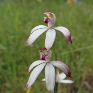 Caladenia moschata at Bango, NSW - suppressed