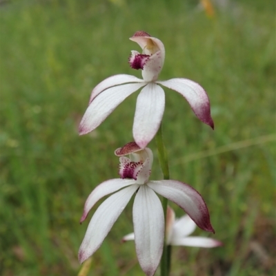 Caladenia moschata (Musky Caps) at Bango Nature Reserve - 2 Nov 2021 by CathB