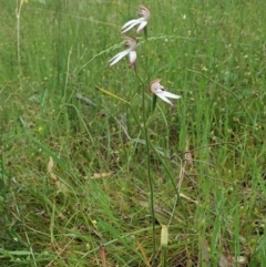 Caladenia moschata at Bango, NSW - suppressed