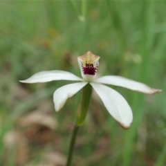 Caladenia cucullata (Lemon Caps) at Bango Nature Reserve - 2 Nov 2021 by CathB