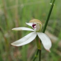 Caladenia cucullata at Bango, NSW - 2 Nov 2021