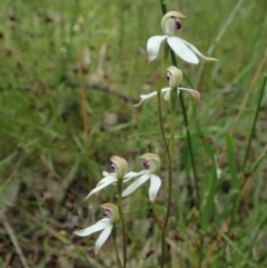 Caladenia cucullata at Bango, NSW - 2 Nov 2021