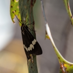 Nyctemera amicus (Senecio Moth, Magpie Moth, Cineraria Moth) at Cooleman Ridge - 1 Nov 2021 by SWishart