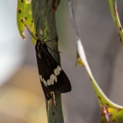 Nyctemera amicus (Senecio Moth, Magpie Moth, Cineraria Moth) at Stromlo, ACT - 2 Nov 2021 by SWishart