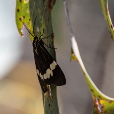 Nyctemera amicus (Senecio Moth, Magpie Moth, Cineraria Moth) at Cooleman Ridge - 1 Nov 2021 by SWishart