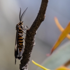 Nyctemera amicus at Stromlo, ACT - 2 Nov 2021