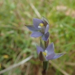 Thelymitra pauciflora (Slender Sun Orchid) at Bango Nature Reserve - 2 Nov 2021 by CathB