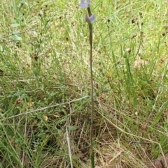 Thelymitra pauciflora at Bango, NSW - suppressed