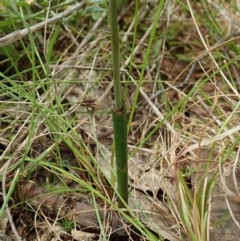 Thelymitra pauciflora at Bango, NSW - 2 Nov 2021