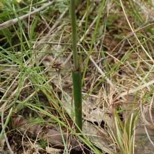 Thelymitra pauciflora at Bango, NSW - suppressed