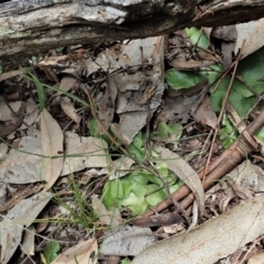 Corysanthes sp. (A Helmet Orchid) at Bango Nature Reserve - 2 Nov 2021 by CathB