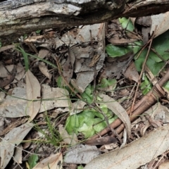 Corysanthes sp. (A helmet orchid) at Bango Nature Reserve - 2 Nov 2021 by CathB