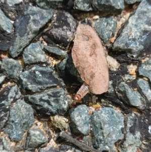 Oecophoridae (family) at Queanbeyan West, NSW - 25 Oct 2021