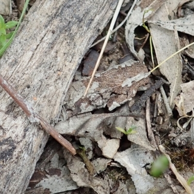 Tetrigidae (family) (Pygmy grasshopper) at Bango Nature Reserve - 2 Nov 2021 by CathB