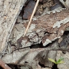 Tetrigidae (family) at Bango, NSW - 2 Nov 2021