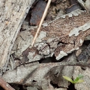 Tetrigidae (family) at Bango, NSW - 2 Nov 2021