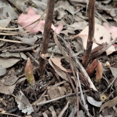 Dipodium roseum (Rosy Hyacinth Orchid) at Cook, ACT - 3 Nov 2021 by CathB