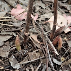 Dipodium roseum at Cook, ACT - 3 Nov 2021