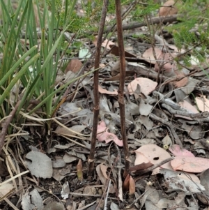 Dipodium roseum at Cook, ACT - 3 Nov 2021