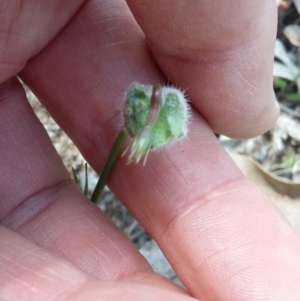 Wahlenbergia sp. at Paddys River, ACT - 30 Oct 2021