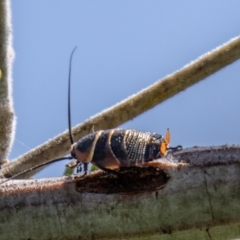 Ellipsidion australe (Austral Ellipsidion cockroach) at Stromlo, ACT - 2 Nov 2021 by SWishart