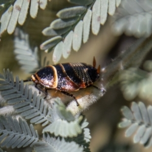 Ellipsidion australe at Stromlo, ACT - 2 Nov 2021