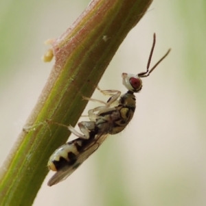 Torymidae (family) at Cook, ACT - 3 Nov 2021