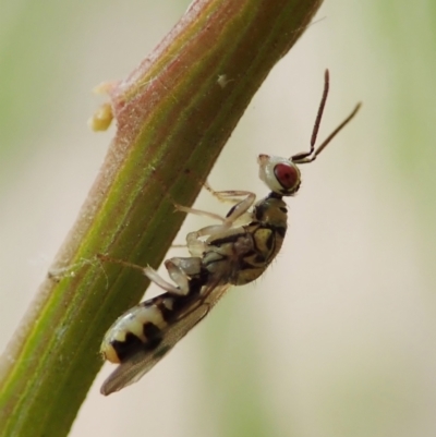 Torymidae (family) (Torymid wasp) at Cook, ACT - 3 Nov 2021 by CathB