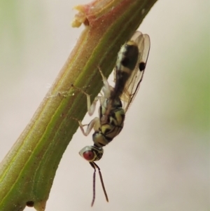 Torymidae (family) at Cook, ACT - 3 Nov 2021