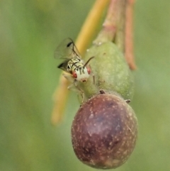 Torymidae (family) at Cook, ACT - 3 Nov 2021