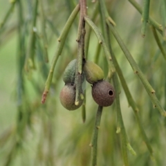 Torymidae (family) at Cook, ACT - 3 Nov 2021